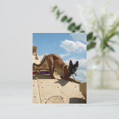 Belgische Malinois Briefkaart (Staand voorkant)