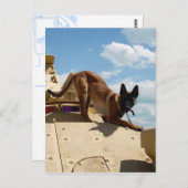 Belgische Malinois Briefkaart (Voorkant / Achterkant)