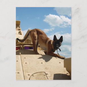 Belgische Malinois Briefkaart