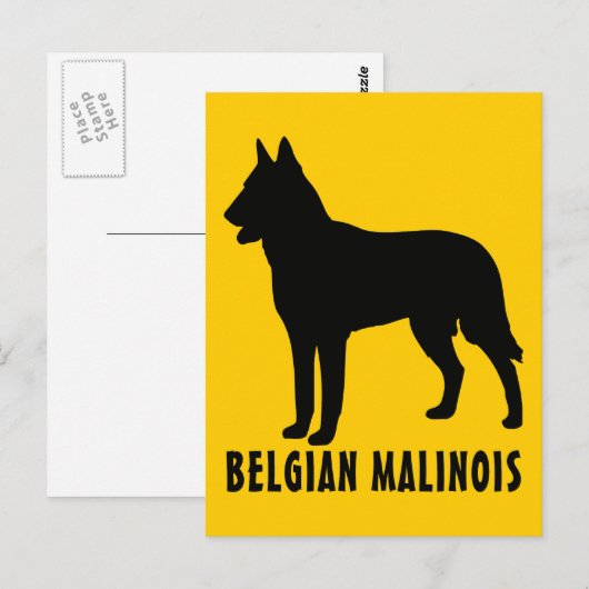 Belgische Malinois Briefkaart (Voorkant / Achterkant)