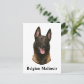 belgische malinois briefkaart (Staand voorkant)