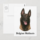 belgische malinois briefkaart (Voorkant / Achterkant)