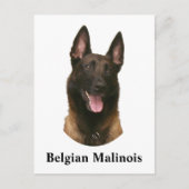 belgische malinois briefkaart (Voorkant)