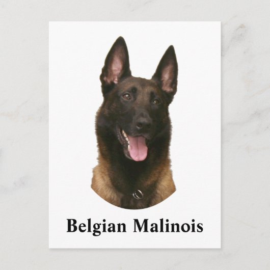 belgische malinois briefkaart (Voorkant)