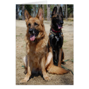 Belgische Malinois en Duitse herder