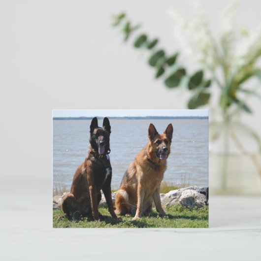 Belgische Malinois en Duitse herder Briefkaart (Staand voorkant)