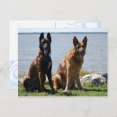 Belgische Malinois en Duitse herder Briefkaart (Voorkant / Achterkant)