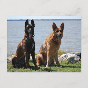 Belgische Malinois en Duitse herder Briefkaart