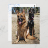 Belgische Malinois en Duitse herder Briefkaart (Voorkant / Achterkant)
