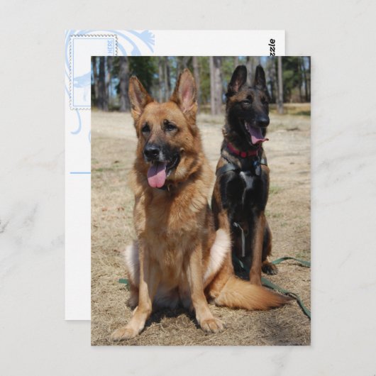 Belgische Malinois en Duitse herder Briefkaart (Voorkant / Achterkant)