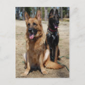 Belgische Malinois en Duitse herder Briefkaart (Voorkant)