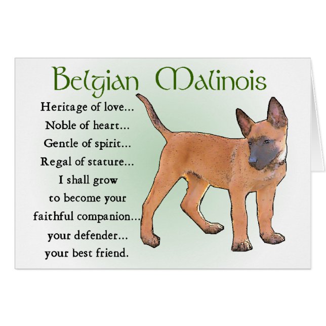 Belgische Malinois Gifts (Voorkant Horizontaal)