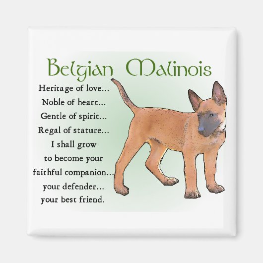 Belgische Malinois Gifts Magneet (Voorkant)