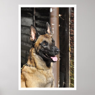 Belgische Malinois Guard Dog Poster