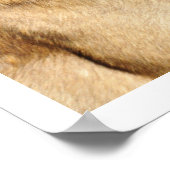 Belgische Malinois Guard Dog Poster (Hoek)