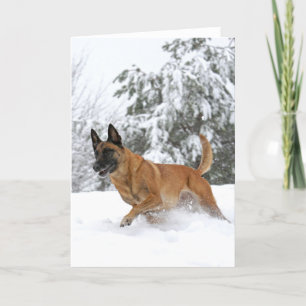 Belgische Malinois in het sneeuwwenskaart Feestdagen Kaart