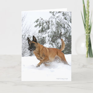 Belgische Malinois in het sneeuwWenskaart Kaart