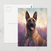 Belgische Malinois in Lavendelveld Briefkaart (Voorkant / Achterkant)