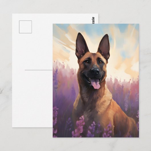 Belgische Malinois in Lavendelveld Briefkaart (Voorkant / Achterkant)