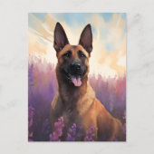 Belgische Malinois in Lavendelveld Briefkaart (Voorkant)