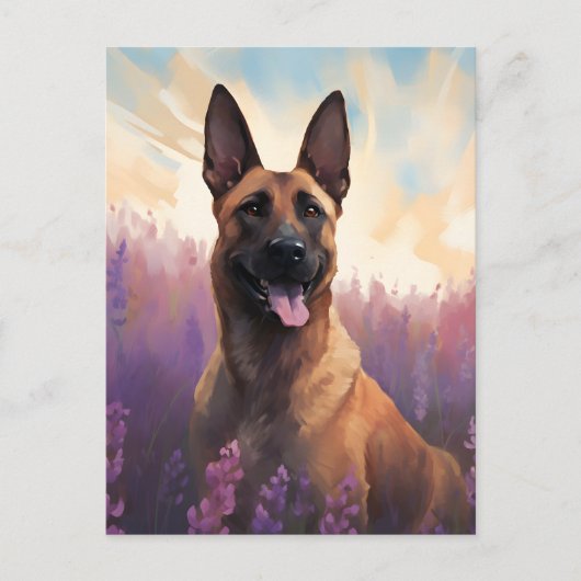 Belgische Malinois in Lavendelveld Briefkaart (Voorkant)