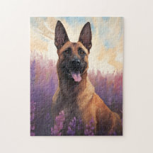 Belgische Malinois in Lavendelveld