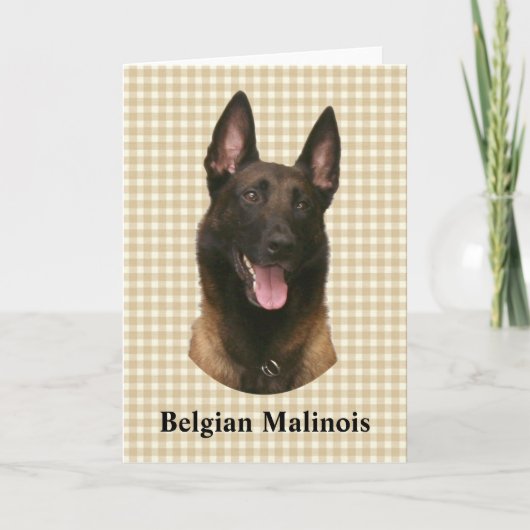 belgische malinois kaart (Voorkant)