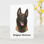 belgische malinois kaart (Gele Bloem)