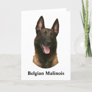 belgische malinois kaart