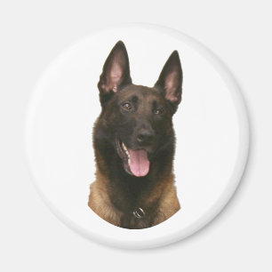 belgische malinois magneet
