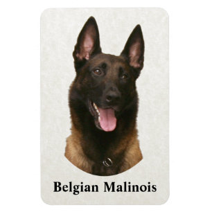 belgische malinois magneet