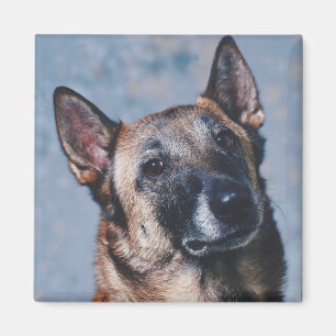 Belgische Malinois Magnet