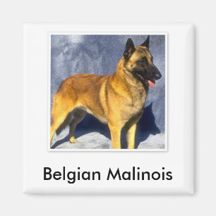 Belgische Malinois Magnet