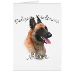 Belgische Malinois mam 2