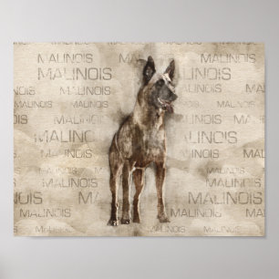 Belgische Malinois - Mechelaar - Maligator Poster