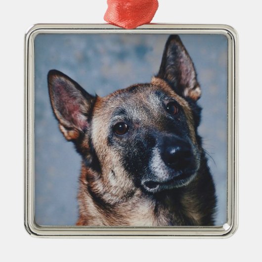 Belgische Malinois Ornament (Voorkant)