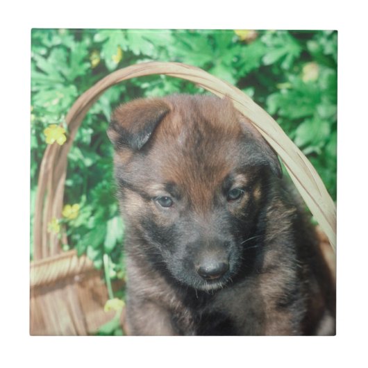 Belgische Malinois Puppy Tile Tegeltje (Voorkant)