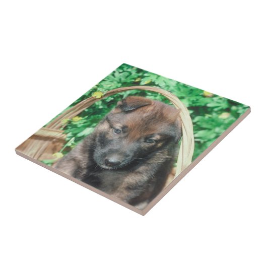 Belgische Malinois Puppy Tile Tegeltje (Zijkant)