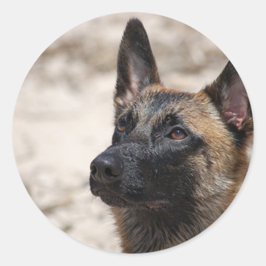 Belgische Malinois Ronde Sticker (Voorkant)