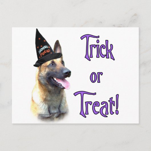 Belgische Malinois Trick Briefkaart (Voorkant)
