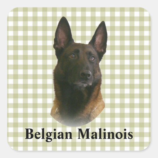 belgische malinois vierkante sticker (Voorkant)