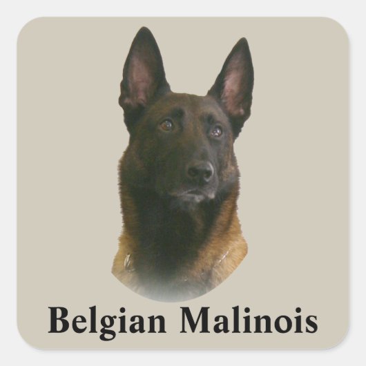 belgische malinois vierkante sticker (Voorkant)