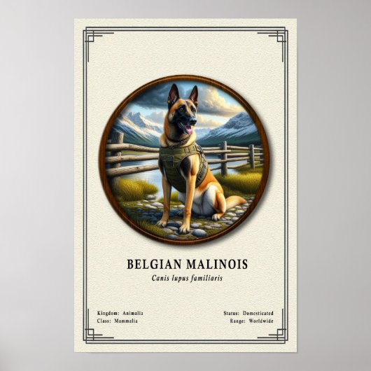 Belgische Malinois Zoologie Serie Poster (Voorkant)
