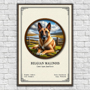 Belgische Malinois Zoologie Serie Poster