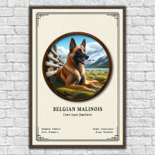 Belgische Malinois Zoologie Serie Poster