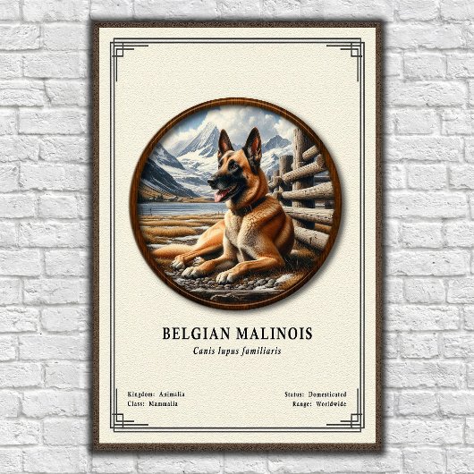 Belgische Malinois Zoölogie Serie Poster