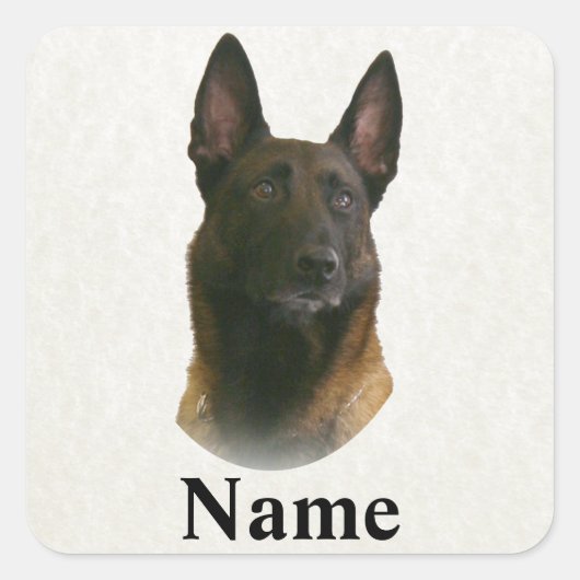 Belgische Malinoisnaam Vierkante Sticker (Voorkant)