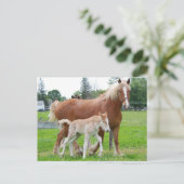 Belgische Mare en Filly Briefkaart (Staand voorkant)
