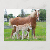 Belgische Mare en Filly Briefkaart (Voorkant)