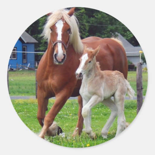 Belgische Mare en Filly Ronde Sticker (Voorkant)